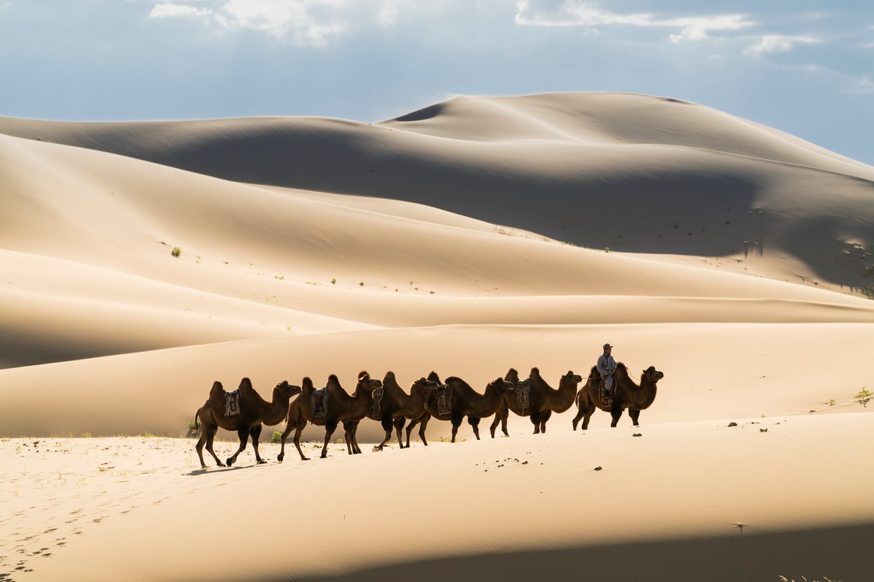 Karavana baktrijských velbloudů v Khongoryn Els v národním parku Gobi Gurvansaikhan..., 2016 (foto) od Ira Block