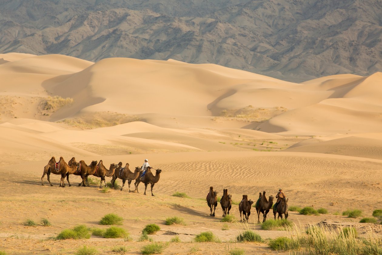 Karavana baktrijských velbloudů v poušti Jižní Gobi, Mongolsko., 2013 (foto) od Ira Block