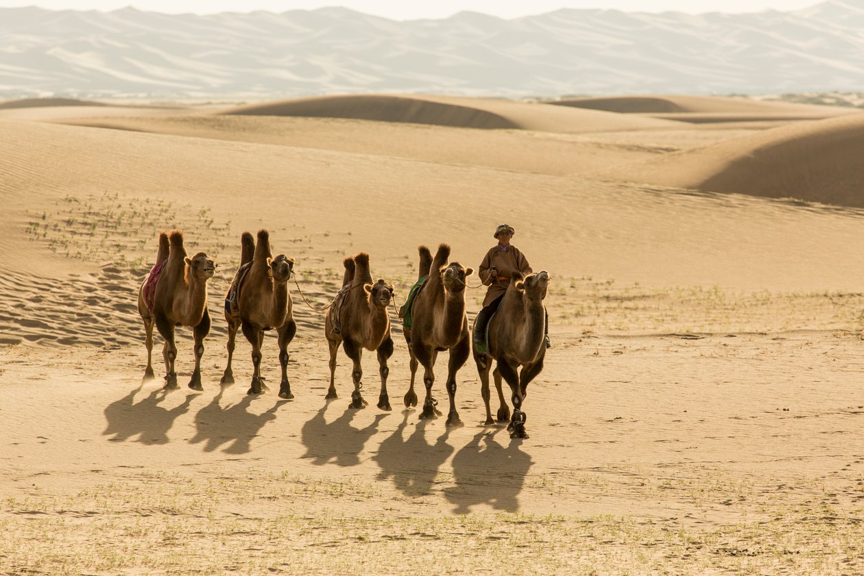 Karavana baktrijských velbloudů v poušti Jižní Gobi, Mongolsko., 2013 (foto) od Ira Block