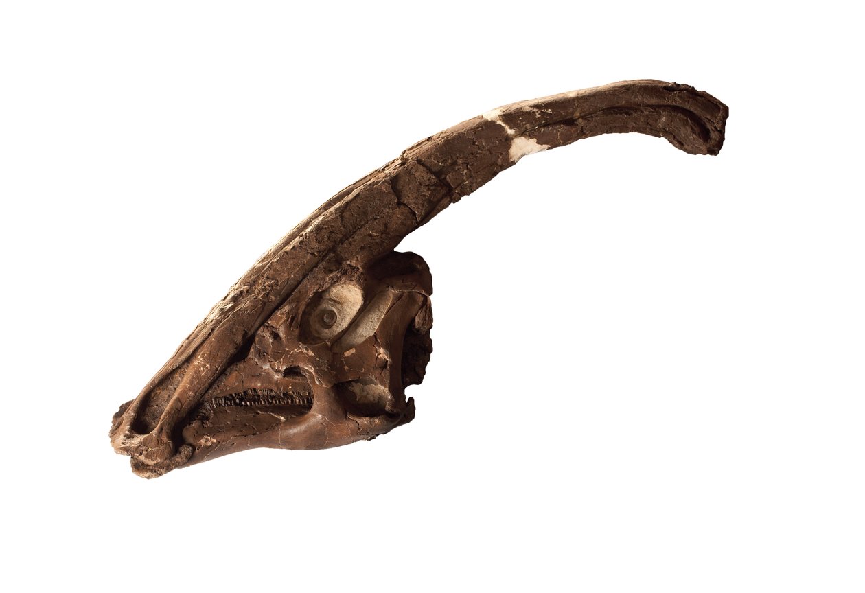 Parasaurolophus, originál lebky a hřebenu v Královském muzeu Ontaria. od Ira Block