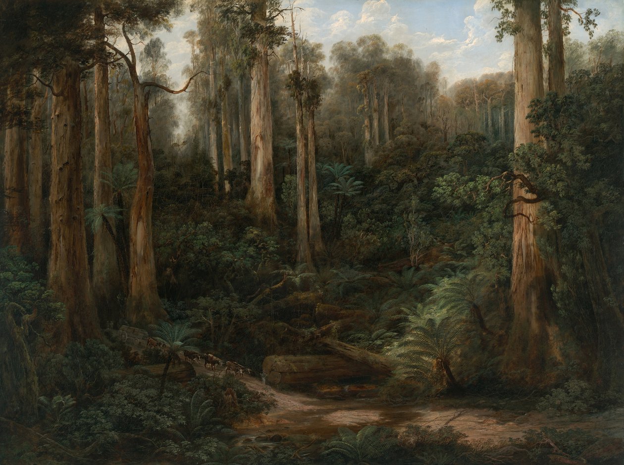 Sassafras Gully, Gippsland od Isaac Whitehead