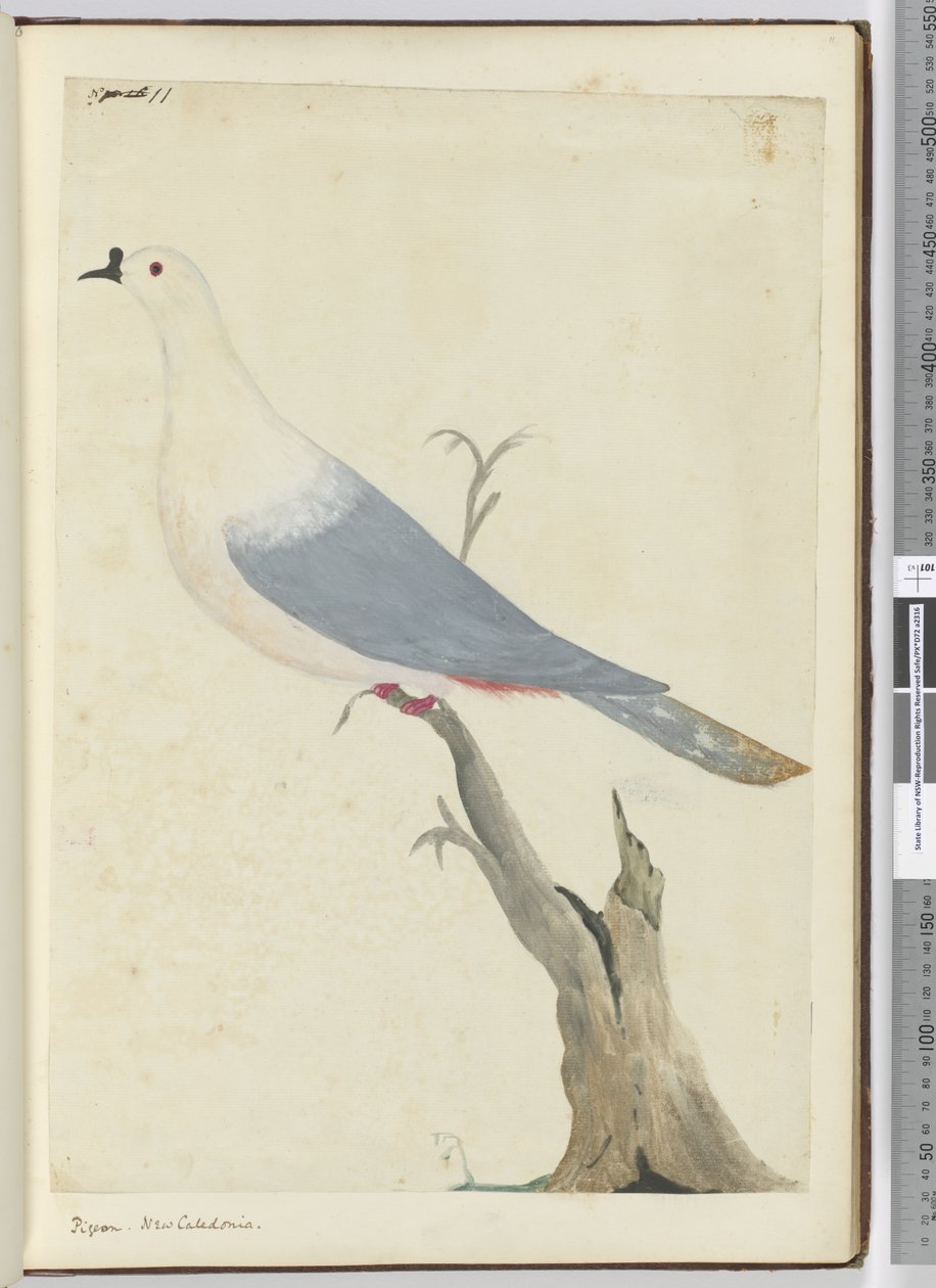 F.11 Holub. Nová Kaledonie, 1772-75 (wc) od Isaac Smith