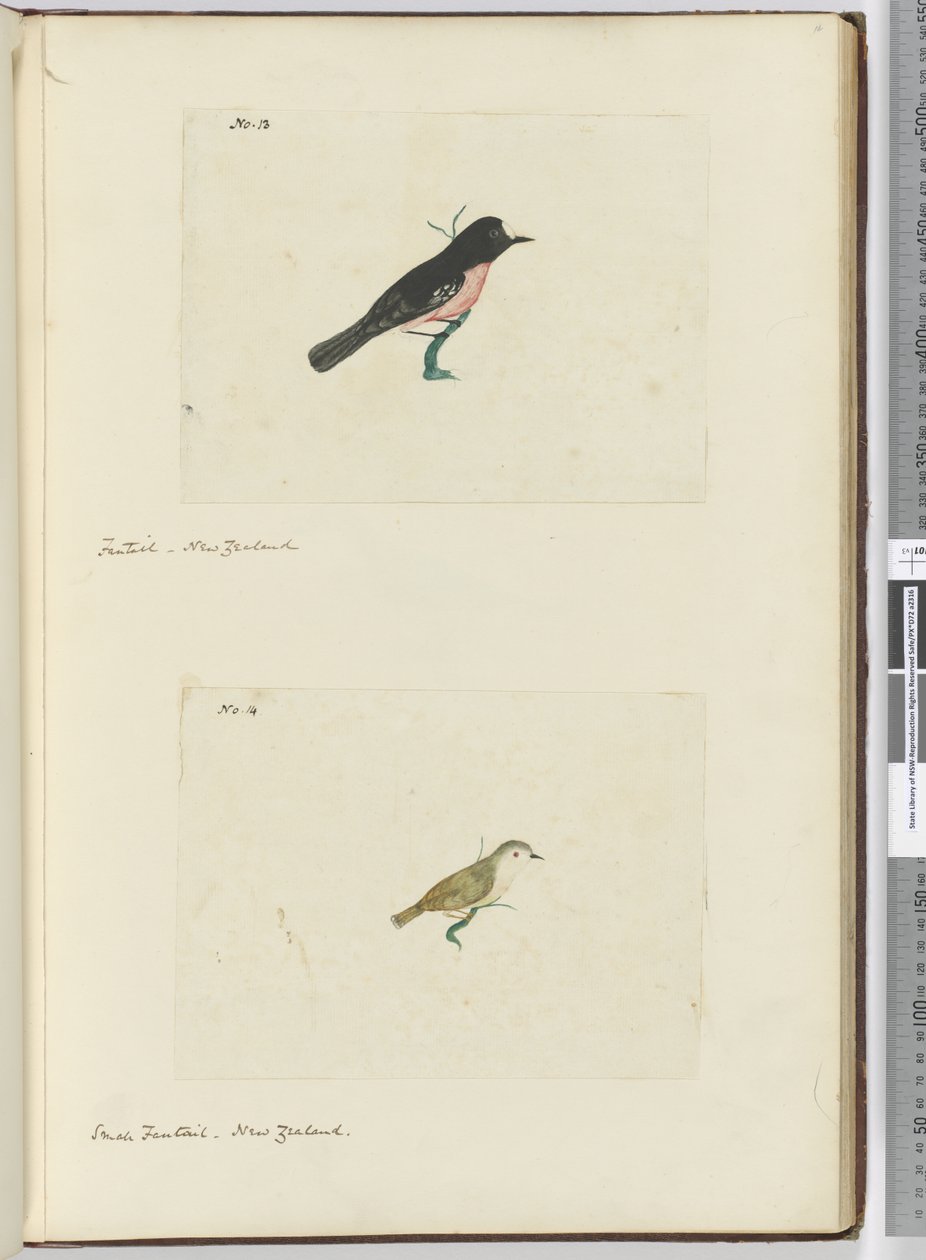 F.13 Fantail. Nový Zéland F.14 Malý vějířovitý. Nový Zéland, 1772-75 (wc) od Isaac Smith