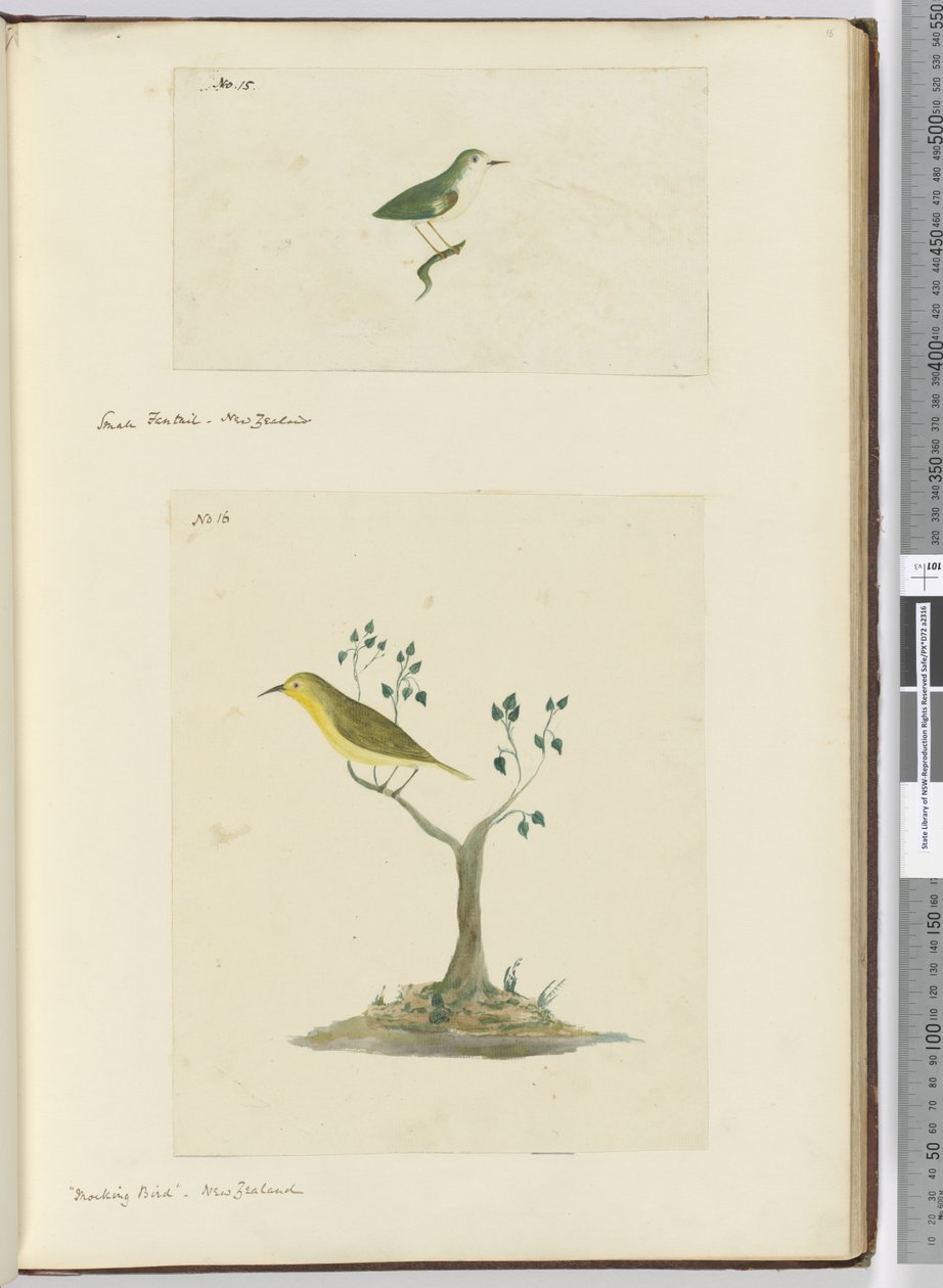F.15 Malý vějířovitý ocas. Nový Zéland F.16 Posměvavý pták. Nový Zéland, 1772-75 (wc) od Isaac Smith