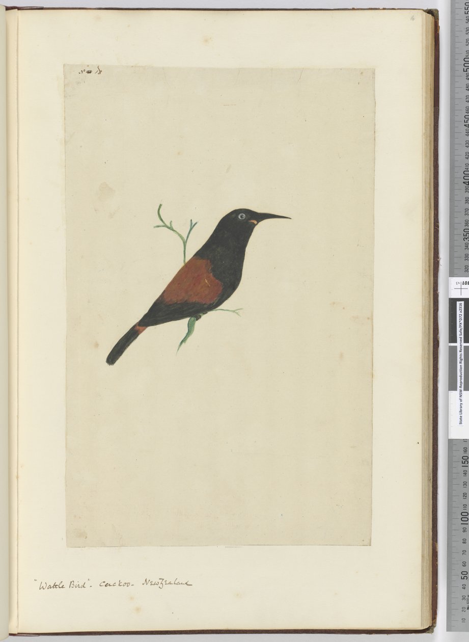 F.18 Pták proutí. Kukačka. Nový Zéland, 1772-75 (wc) od Isaac Smith