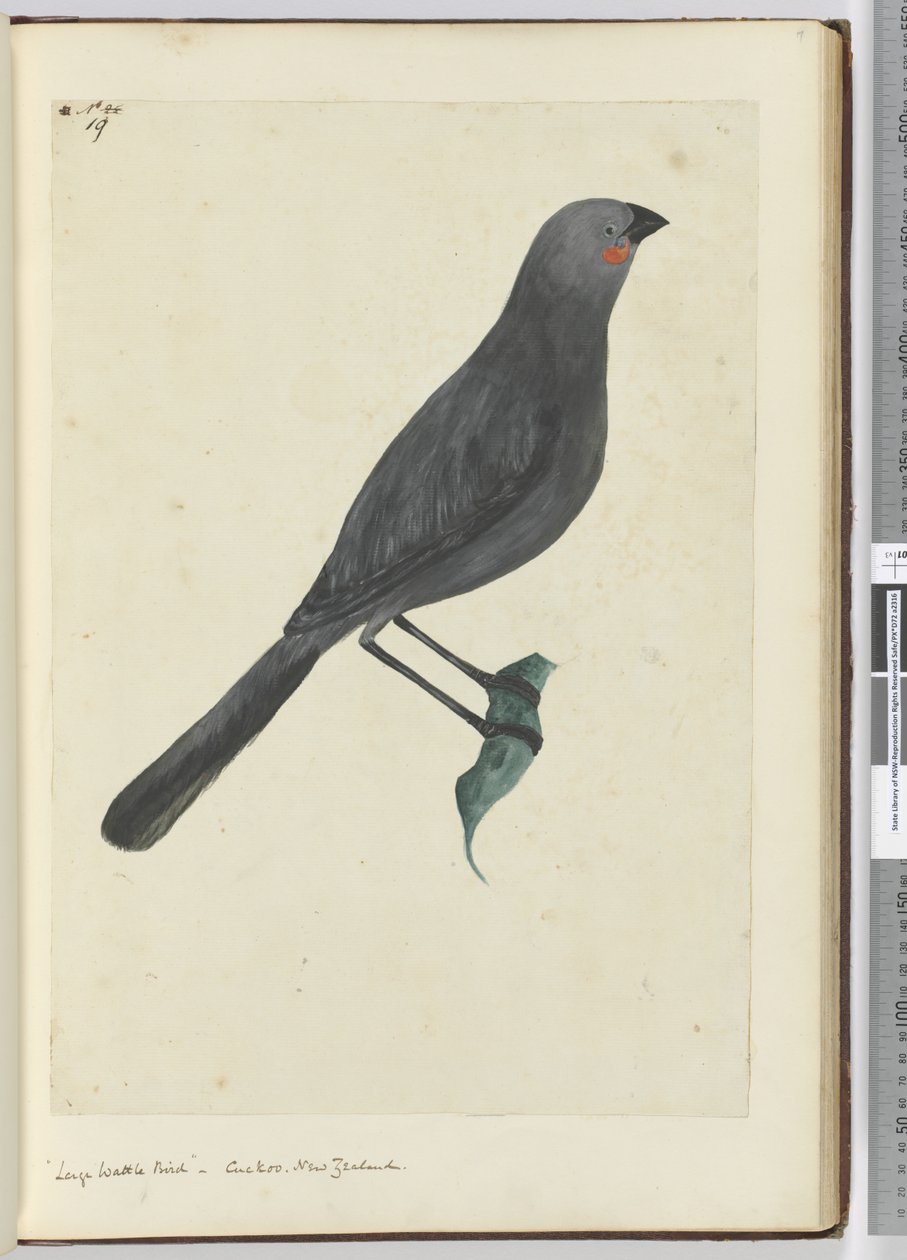 F.19 Velký proutí pták, kukačka. Nový Zéland, 1772-75 (wc) od Isaac Smith