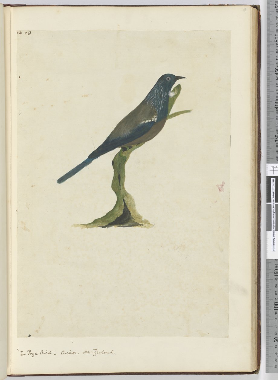F.20 Ptáček poya, kukačka. Nový Zéland, 1772-75 (wc) od Isaac Smith