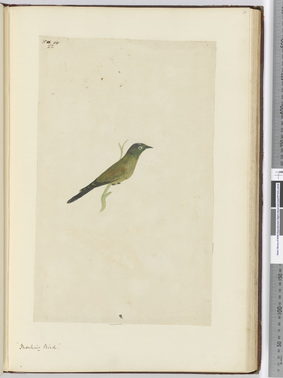 F.22 Mocking bird, 1772-75 (wc) od Isaac Smith