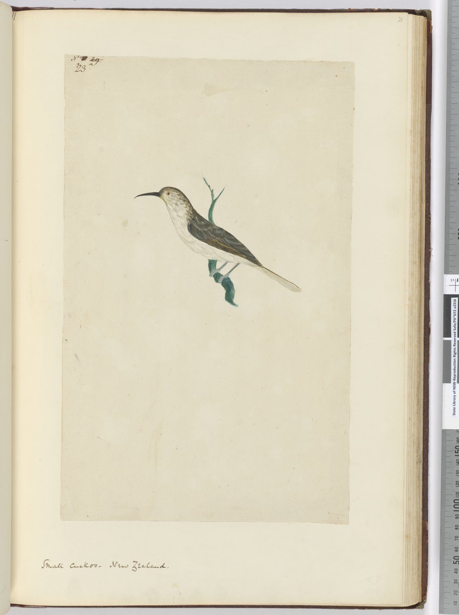 F.23 Malý kukač. Nový Zéland, 1772-75 (wc) od Isaac Smith