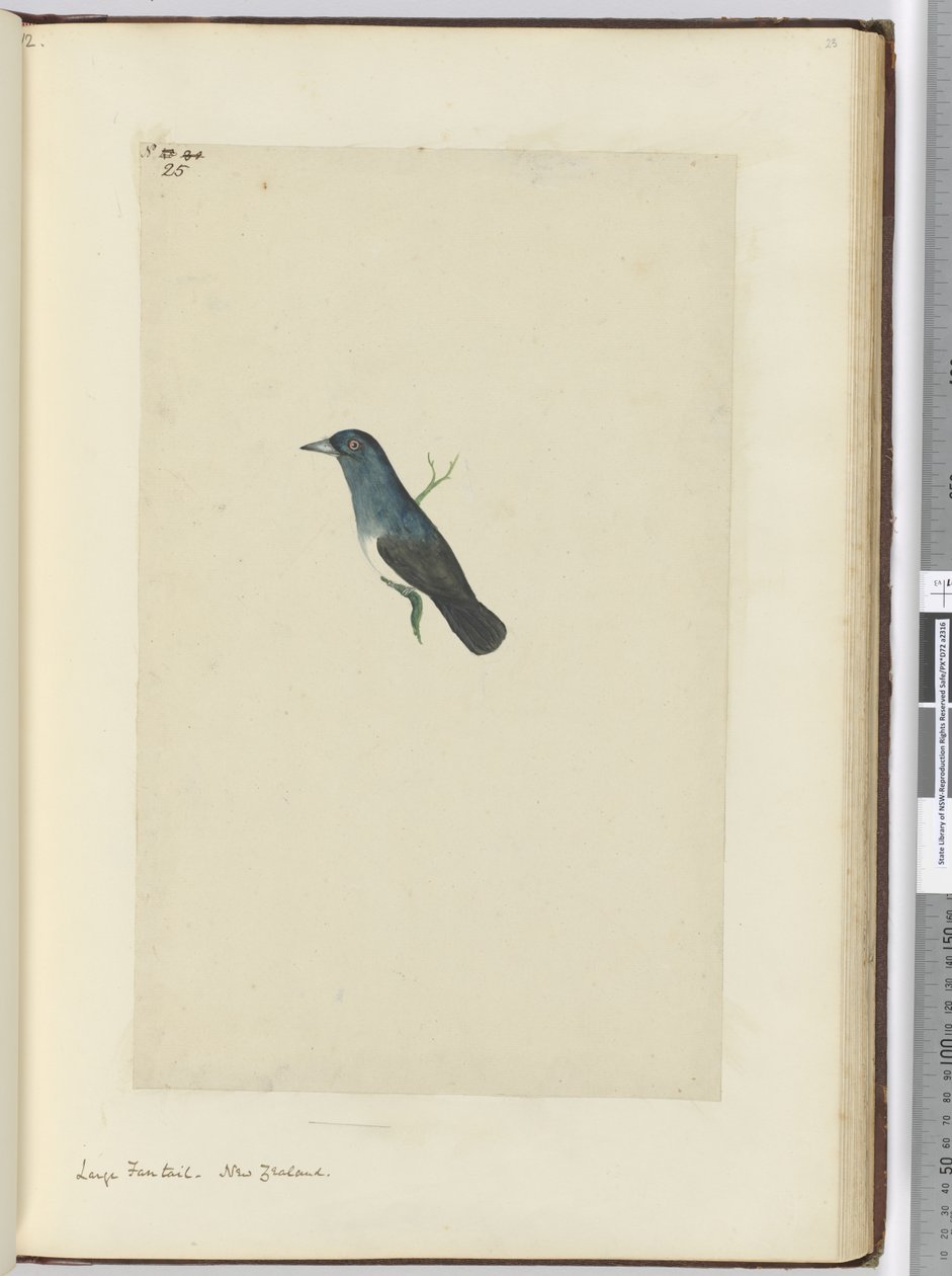 F.25 Velký vějířový ocas. Nový Zéland, 1772-75 (wc) od Isaac Smith
