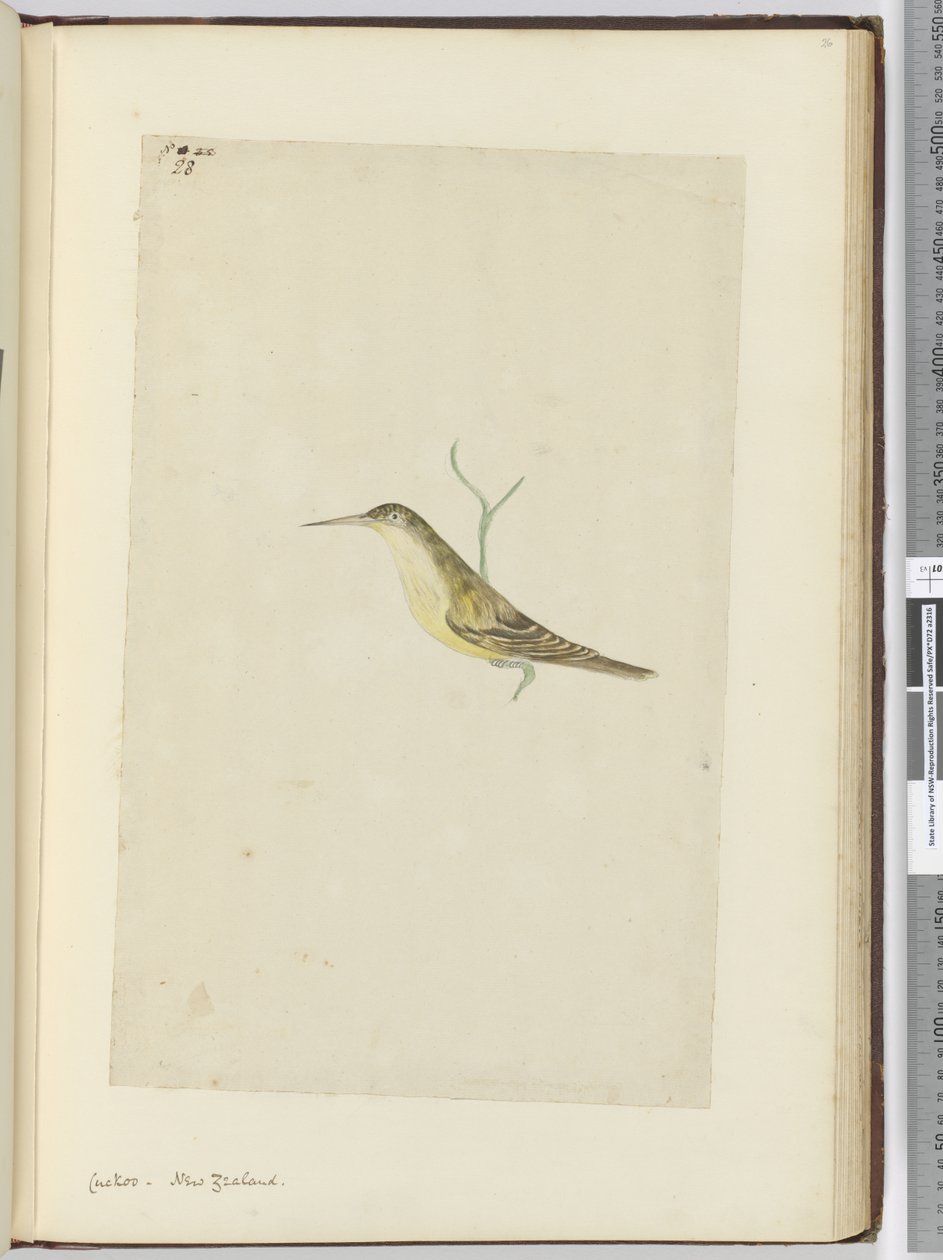 F.28 Kukačka. Nový Zéland, 1772-75 (wc) od Isaac Smith