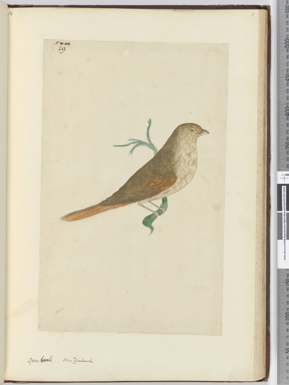 F.29 Hrubý zobák. Nový Zéland, 1772-75 (wc) od Isaac Smith