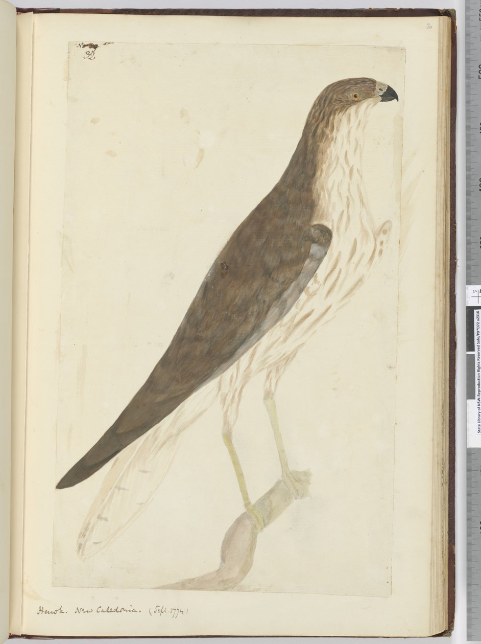 F.32 Hawk. Nová Kaledonie. (září 1774), 1772-75 (wc) od Isaac Smith