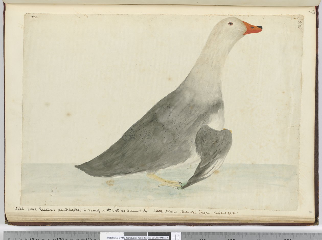 F.35 Kachna zvaná Dostihový kůň díky své rychlosti v běhu po vodě, ale neumí létat. Staten Island Tierra del Fuego. Vážil 29 liber, 1772-75 (wc) od Isaac Smith