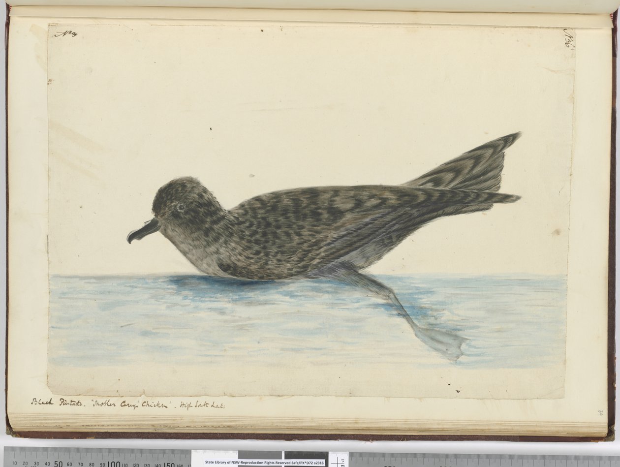 F.36 Černý pintado. Kuře matka Careys. Vysoká jižní lat., 1772-75 (wc) od Isaac Smith