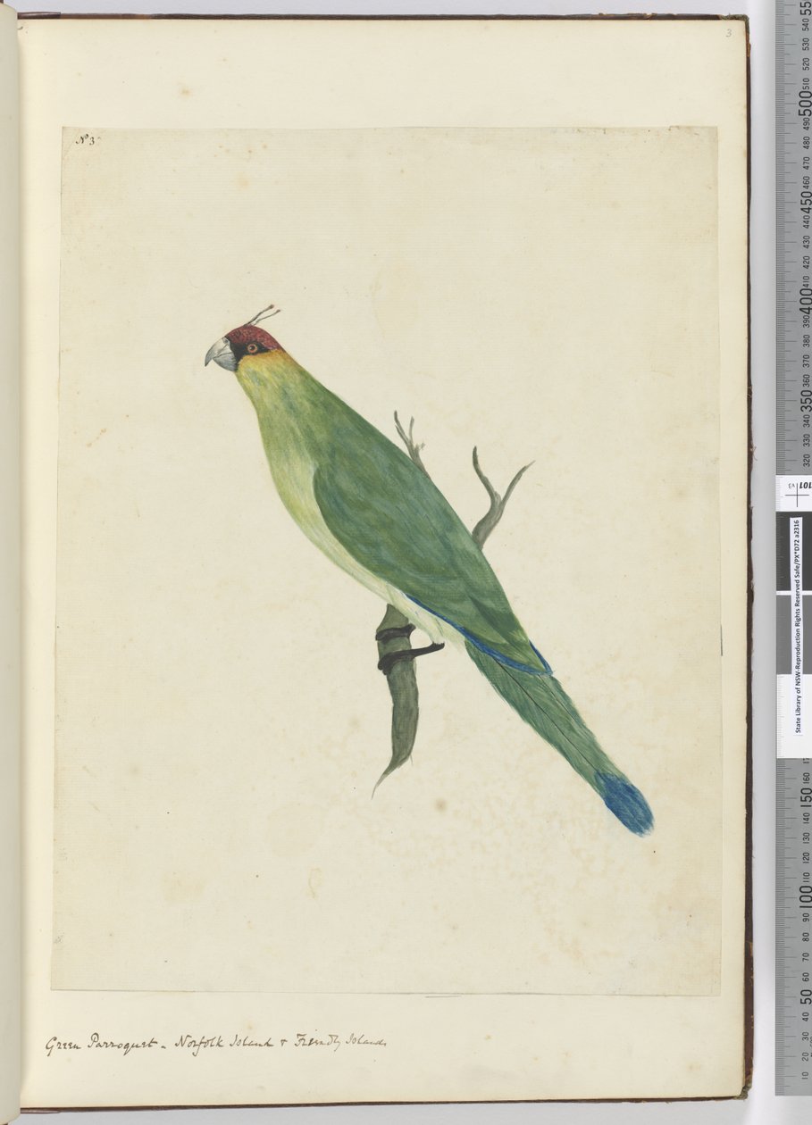F.3 Zelené parkety. Norfolk Island & Friendly Islands, 1772-75 (wc) od Isaac Smith