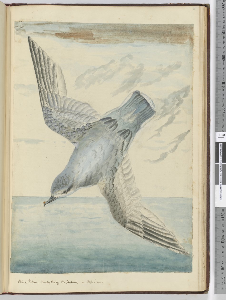 F.40 Petržel modrý. Dusky Bay Nový Zéland. Ve vysoké S. lat., 1772-75 (wc) od Isaac Smith