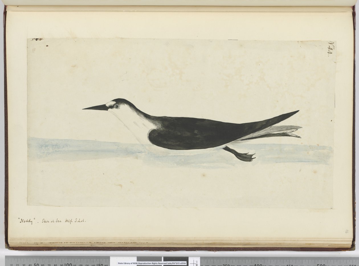 F.44 Přikývnout. Viděno na moři na vysoké S. lat., 1772-75 (wc) od Isaac Smith
