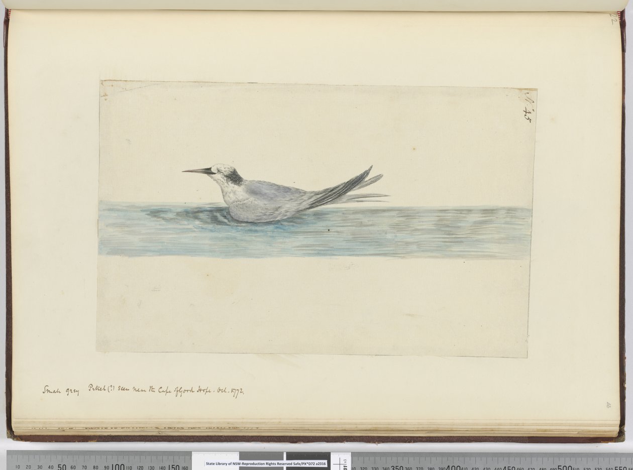 F.45 Malý šedý petržel(?) viděn poblíž Mysu Dobré naděje. října 1772, 1772–75 (wc) od Isaac Smith