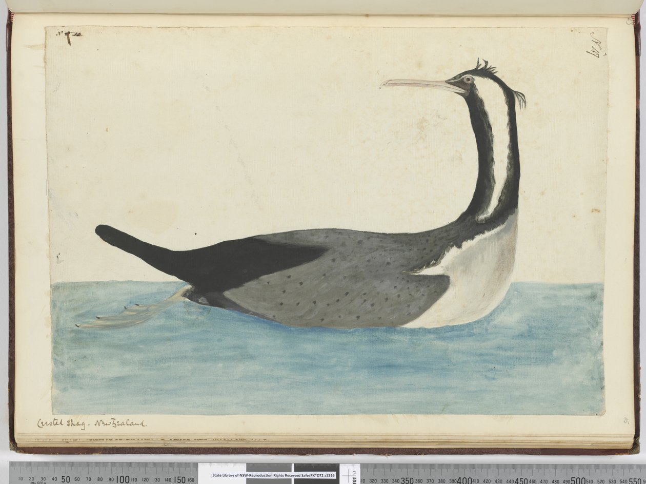 F.47 chocholatý soulož. Nový Zéland, 1772-75 (wc) od Isaac Smith