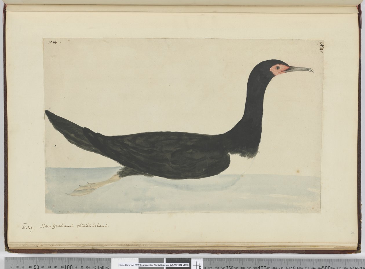 F.48 Shag. Nový Zéland a Staten Island, 1772-75 (wc) od Isaac Smith
