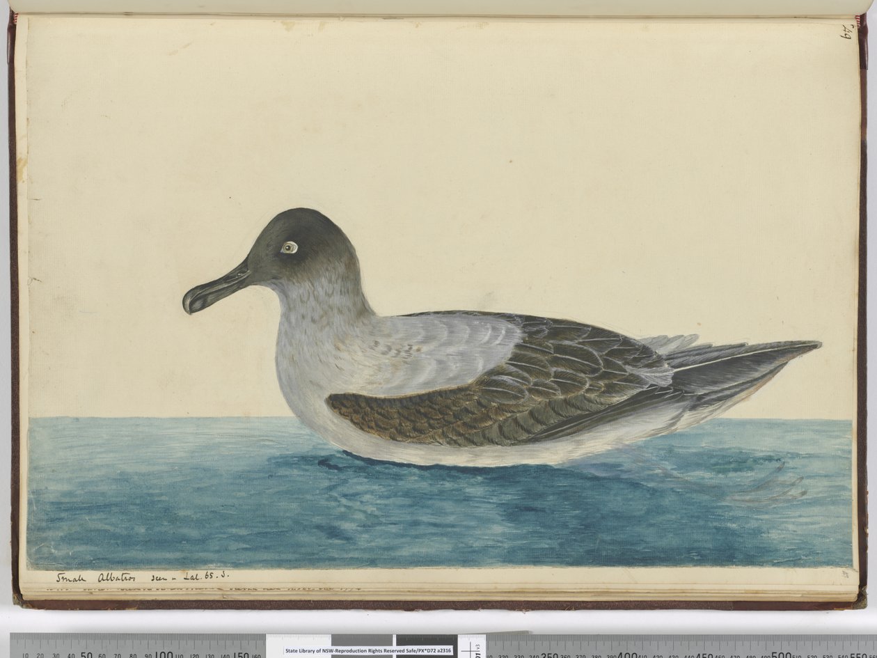 F.49 Malý albatros viděn v lat. 65 S., 1772-75 (wc) od Isaac Smith