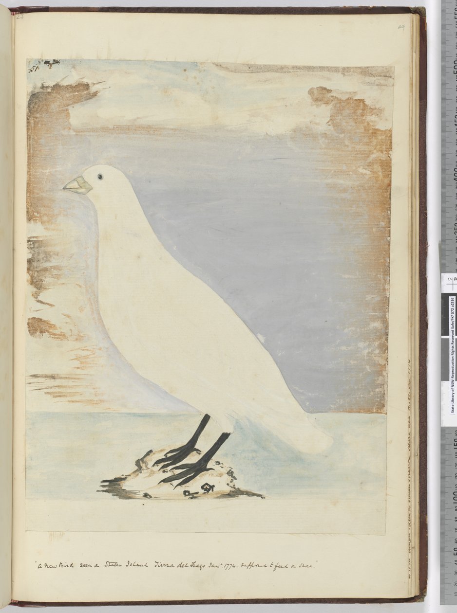 F.51 Nový pták viděný na Staten Island Tierra del Fuego leden 1774. Předpokládá se, že se bude živit na břehu, 1772-75 (wc) od Isaac Smith
