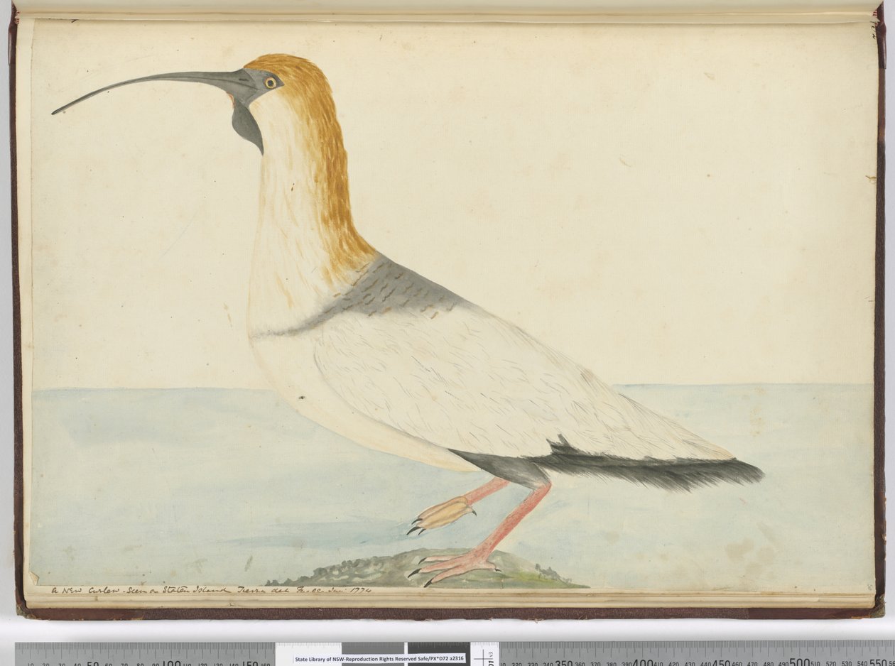 F.52 Nová kadeřavá. Viděno na Staten Island Tierra del Fuego leden 1774, 1772-75 (wc) od Isaac Smith