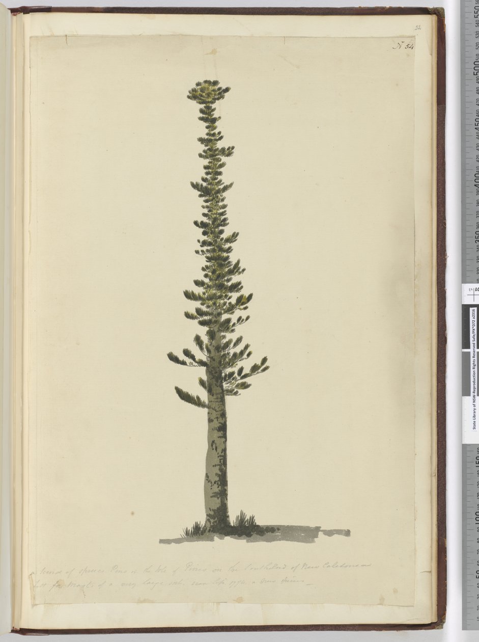 F.54 Druh smrkové borovice na Isle of Pines na jižním konci Nové Kaledonie a vysoký pro stěžně velmi velkého druhu. Viděno v září 1774..., 1772-75 (wc) od Isaac Smith