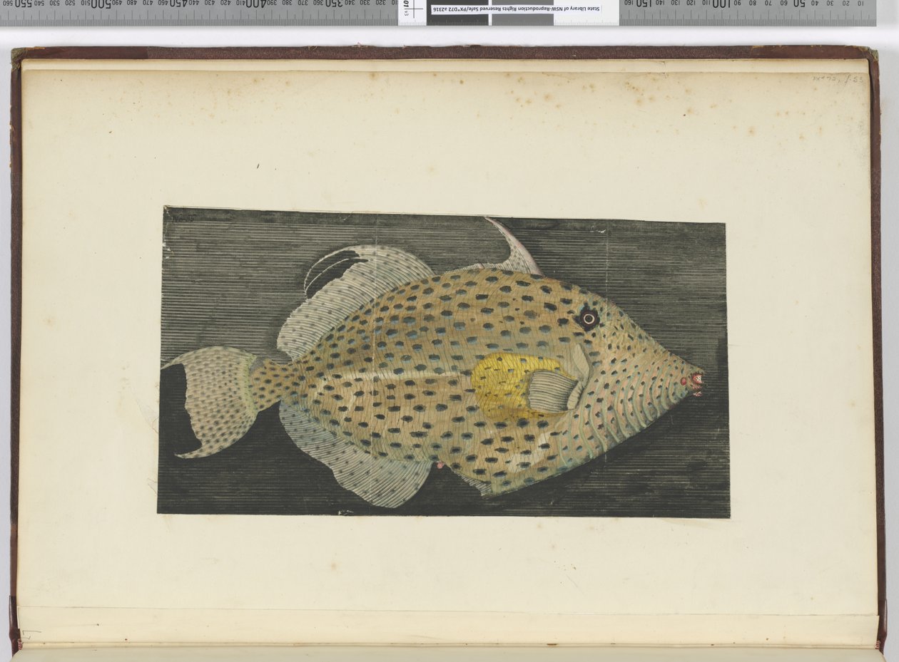 F.55 Ryba jménem Old Wife of S. Jago, 1772-75 (wc) od Isaac Smith