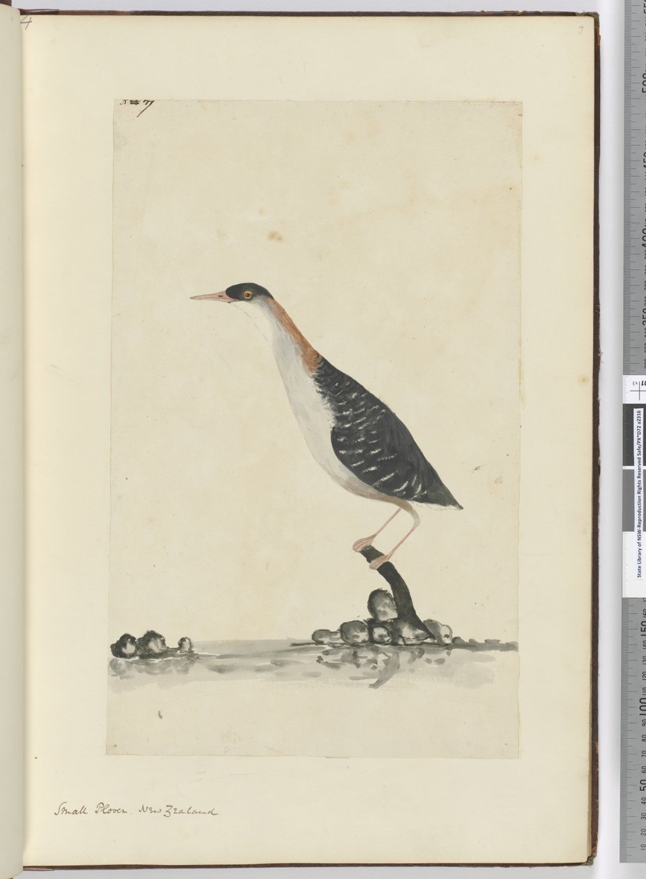 F.7 Kulík malý. Nový Zéland, 1772-75 (wc) od Isaac Smith
