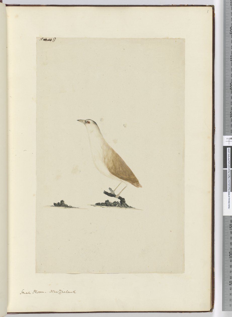 F.8 Kulík malý. Nový Zéland, 1772-75 (wc) od Isaac Smith