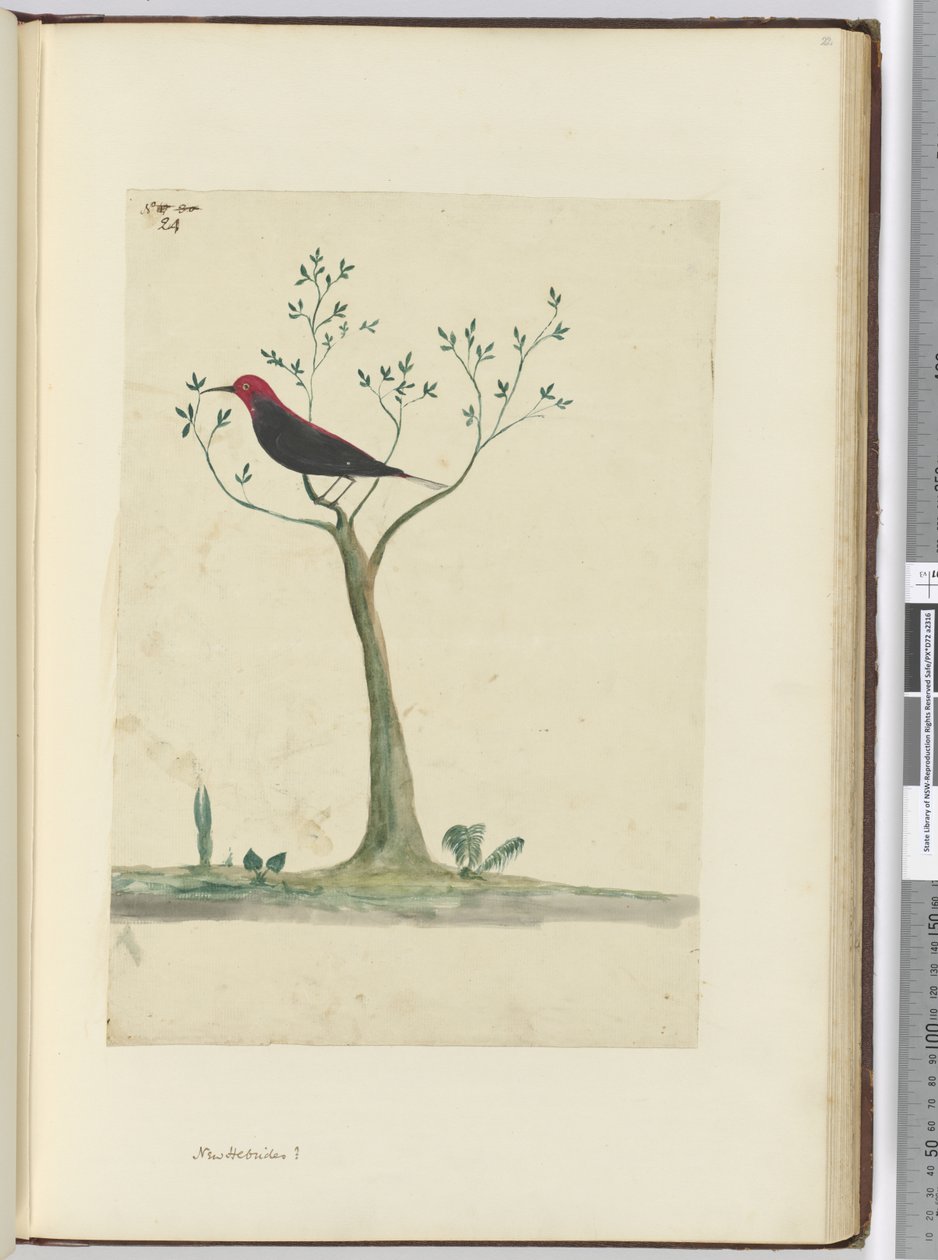 f.24 New Hebrides ?, 1772-75 (wc) od Isaac Smith