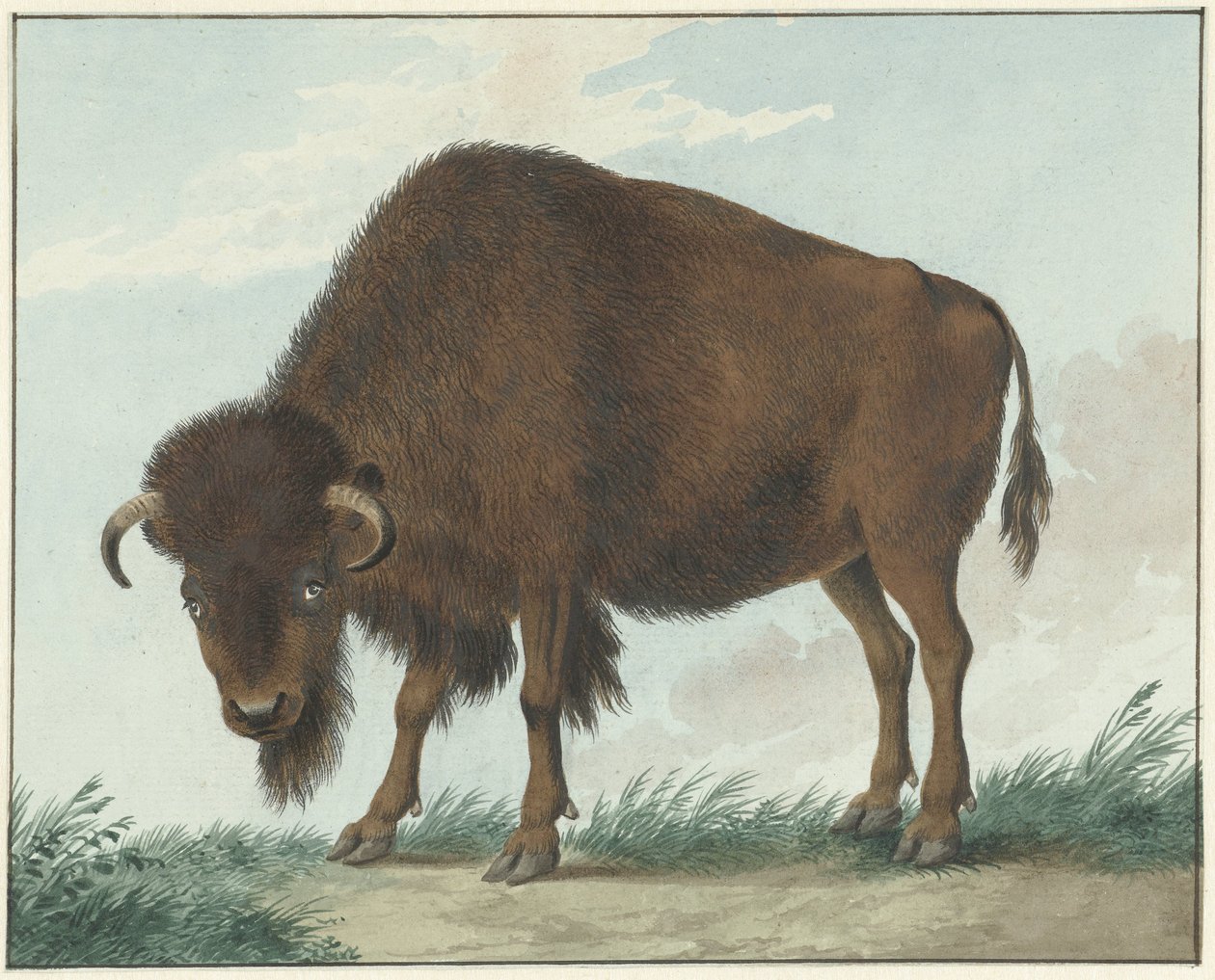 Bizon od Isaac van Haastert