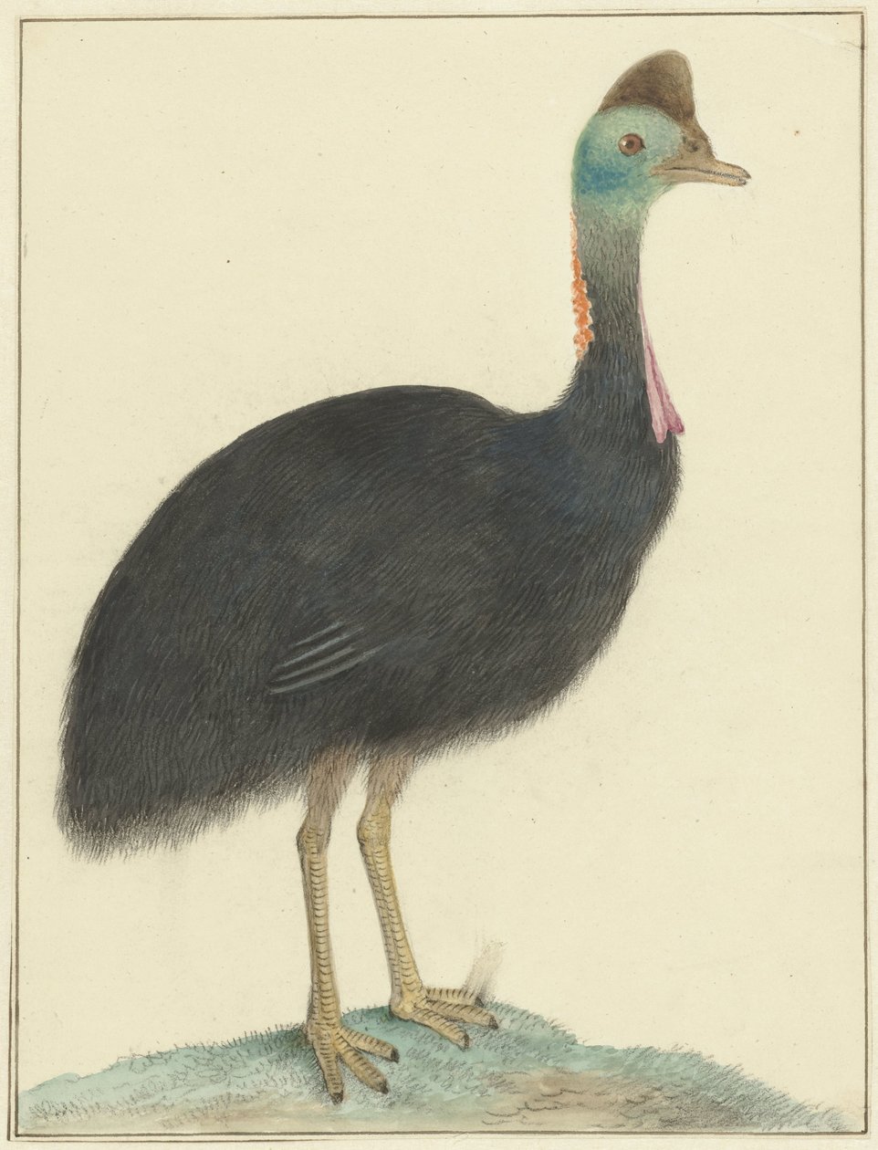 Cassowary od Isaac van Haastert