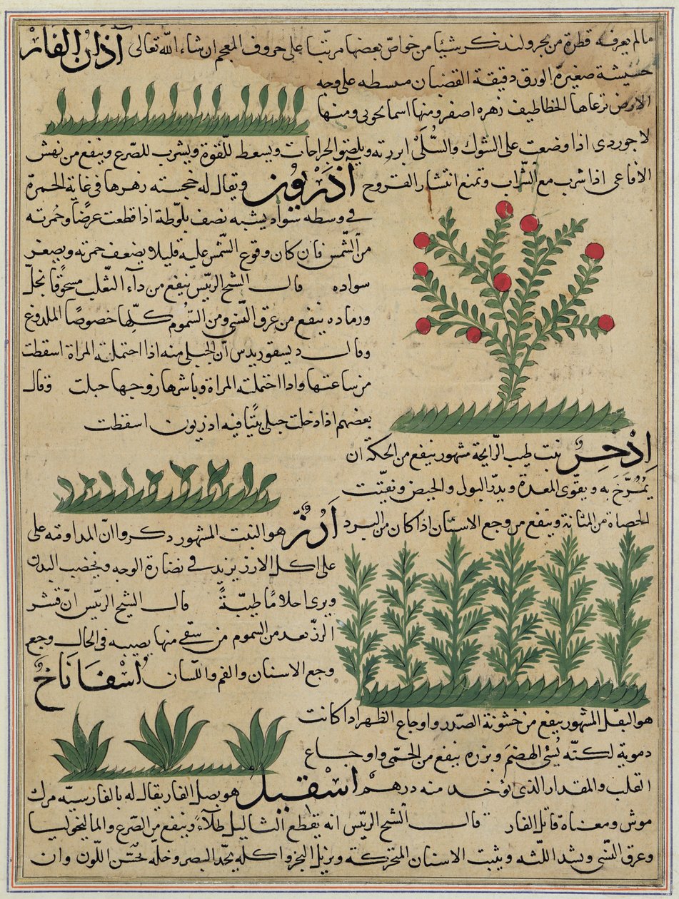 Paní E-7 fol. 142b Botanické rostliny, ilustrace z „Zázraků stvoření a kuriozit existence“ od Zakariya-ibn Muhammed al-Qazwini od Islamic School