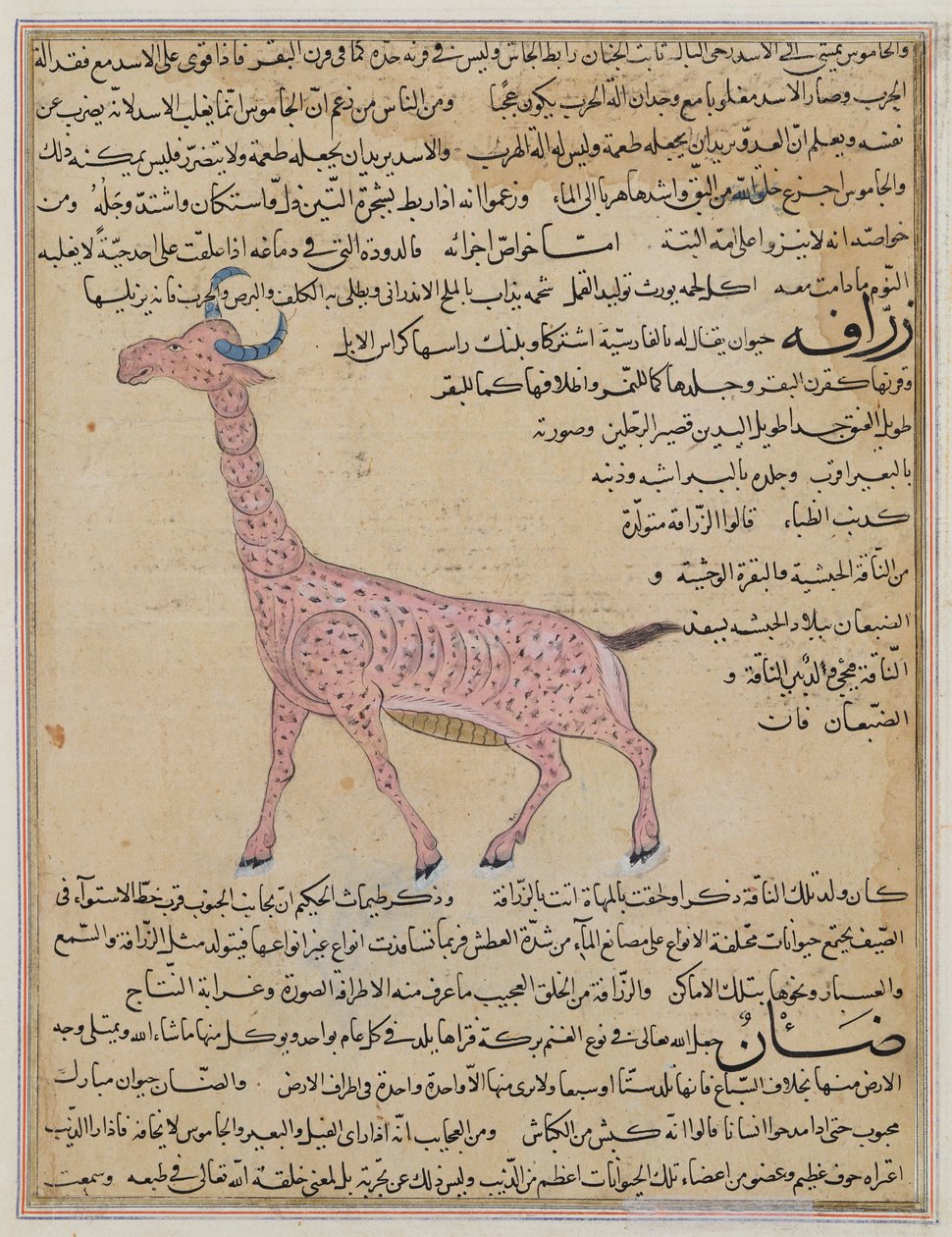 Paní E-7 fol.180 Žirafa, z „Zázraků stvoření a kuriozit existence“ od Zakariya