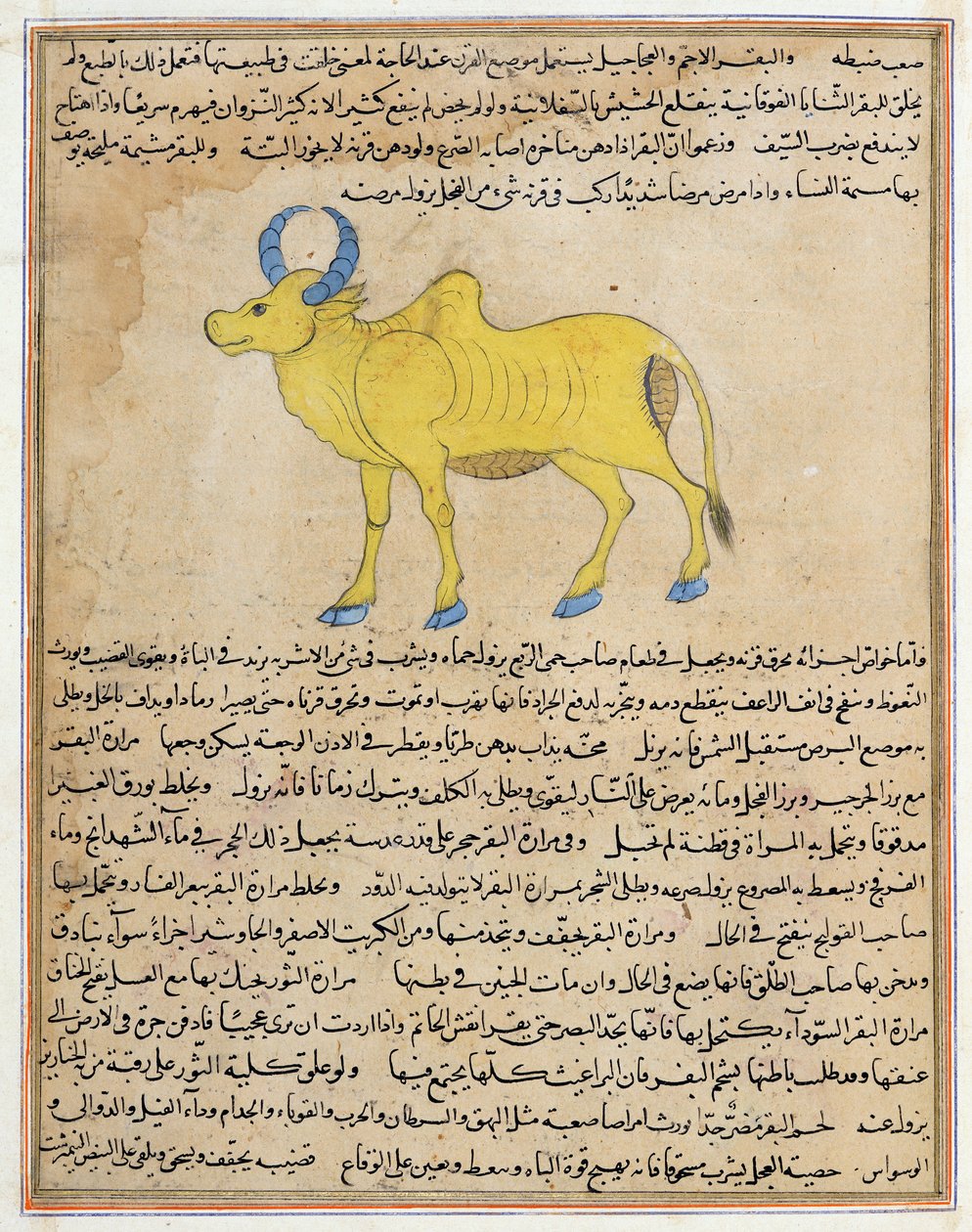 Paní E-7 fol.181b Zebu, ilustrace z 