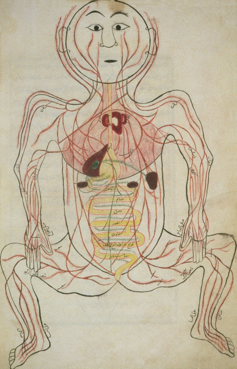 Za 129, f.20b Lidské vnitřní orgány a oběhový systém, ilustrace z Tashrih al-badan (inkoust na papíře) od Islamic School