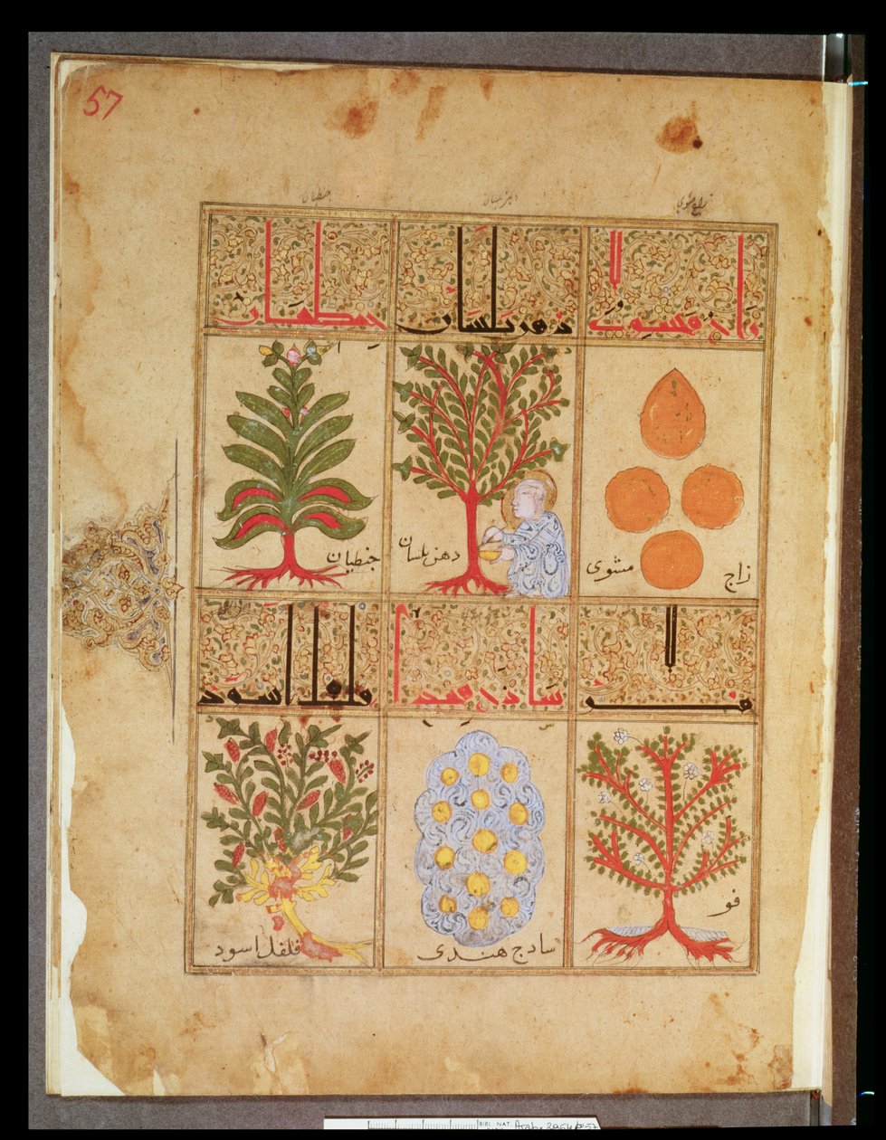 Ms. Arabe 2964 fol. 57 Léčivé rostliny pro theriaky, z Pojednání o Theriacu po Galienovi, 1217 od Islamic School
