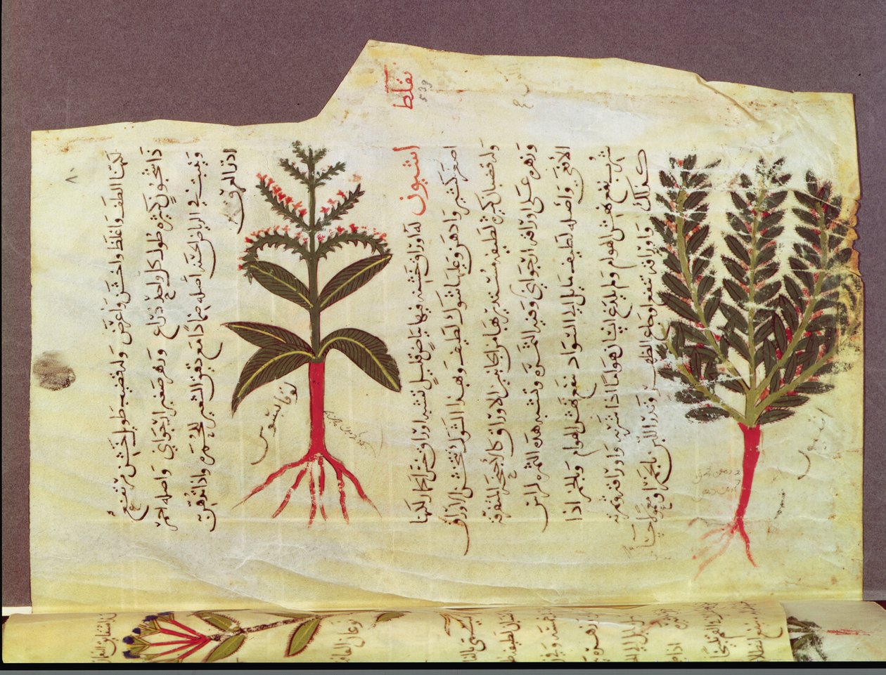 Paní Arabe 4947 fol.84, Rostliny z pojednání Dioscoride, 13. stol. od Islamic School