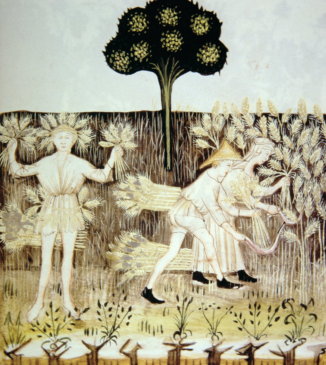 Fo.54r Summer: Harvesting the Wheat, ilustrace z Tacuinum Santiatis Codex Vindobonensis od Italian School