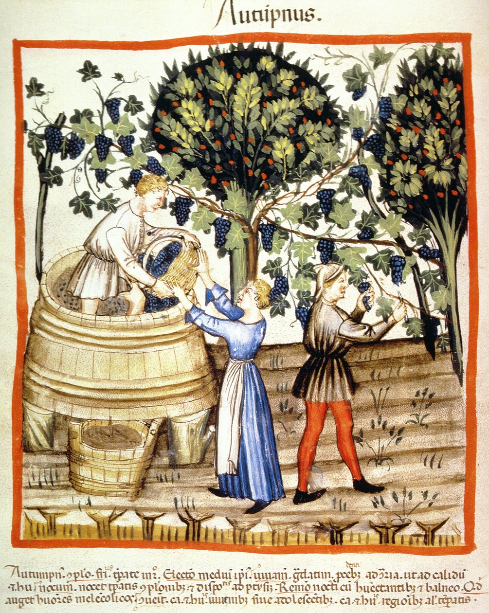 Fol.54v Autumn: The Grape Harvest, ilustrace z Tacuinum Santiatis Codex Vindobonensis od Italian School