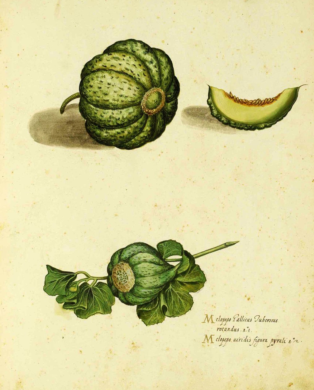 Deska Heirloom Squash od Ulisse Aldrovandi (1522 – 1605) vydaná v Piante Fiori Frutti (ručně kolorovaná rytina). od Italian School