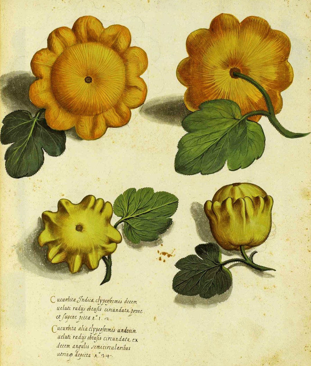 Deska Heirloom Squash od Ulisse Aldrovandi (1522 – 1605) vydaná v Piante Fiori Frutti (ručně kolorovaná rytina). od Italian School