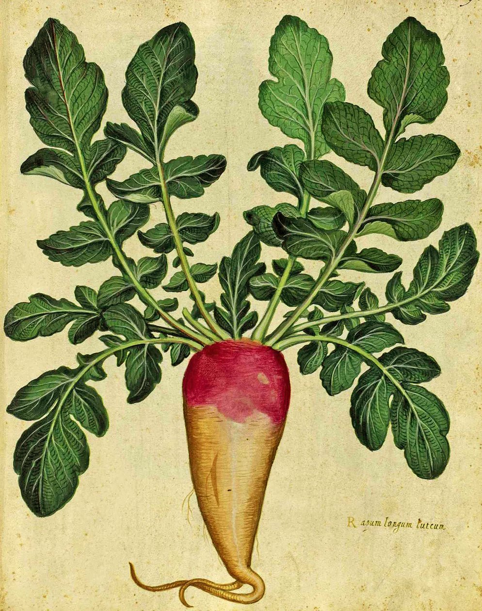 Dlouhý tuřín od Ulisse Aldrovandiho (1522 – 1605) deska vydaná v Piante Fiori Frutti (ručně kolorovaná rytina). od Italian School