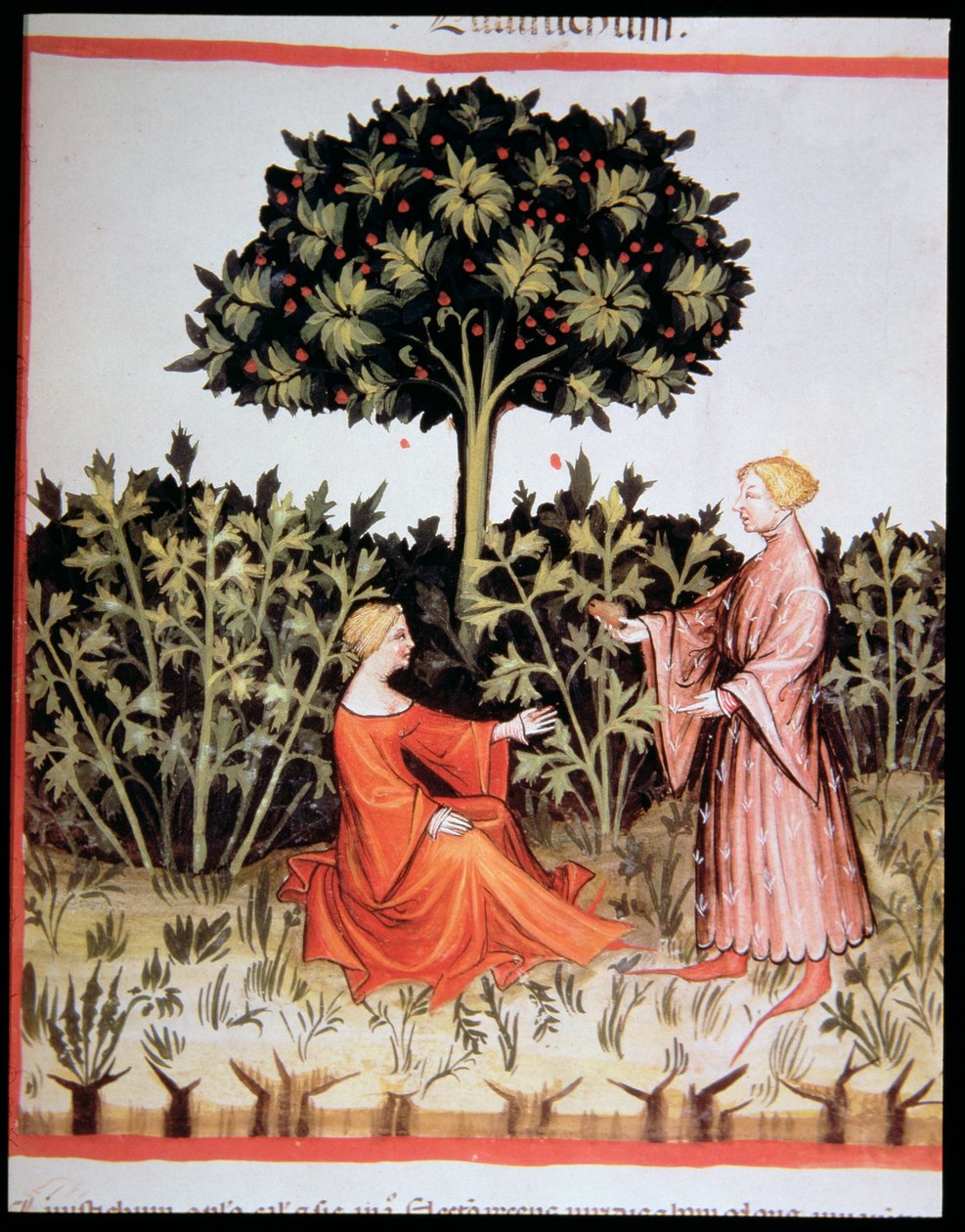 Nova 2644 fol. 36r Sběr celeru, z Tacuinum Sanitatis Kód Vindobonensis od Italian School