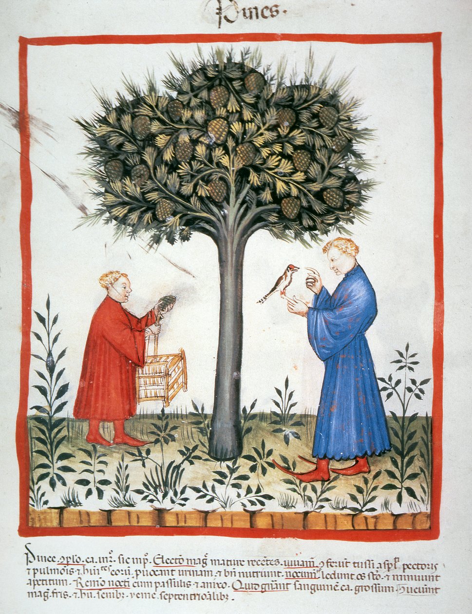 Nova 2644 fol.19v Sběrné šišky, Tacuinum Sanitatis od Italian School