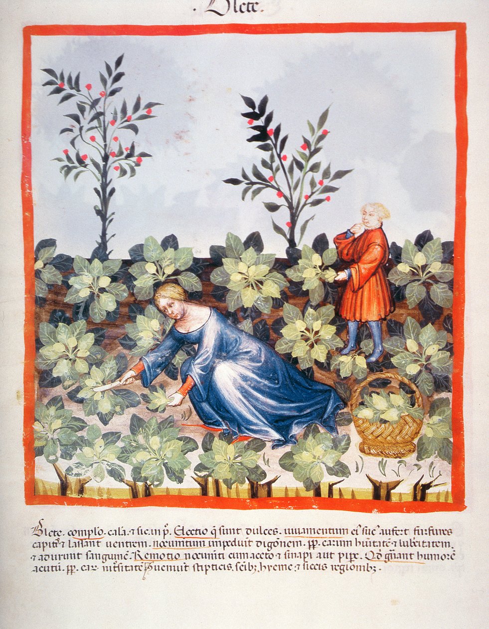 Nova 2644 fol.27r Sklizeň čínských listů, z Tacuinum Sanitatis od Italian School