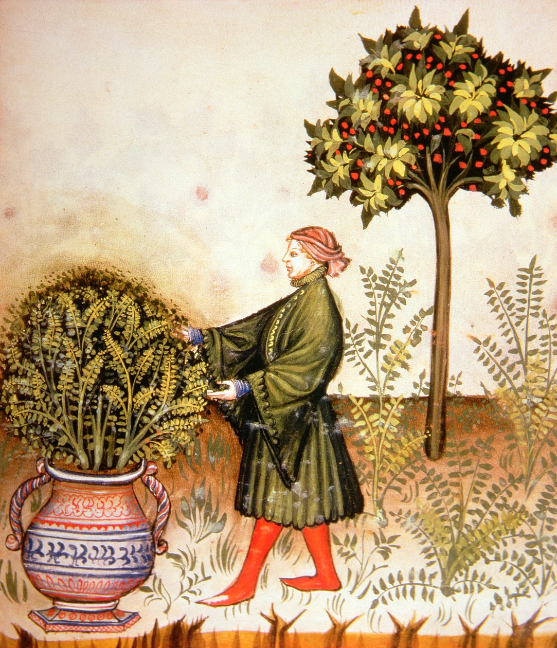 Nova 2644 fol.31r Řezaná bazalka, z Tacuinum Sanitatis od Italian School